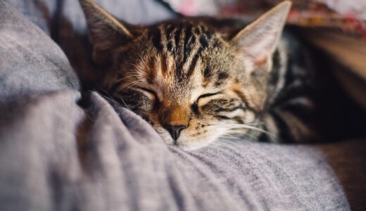 【60代セミリタイア主婦の資産運用】2025年4月　よく食べよく眠る