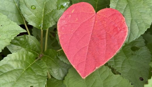 【60代セミリタイア主婦の資産運用】2025年10月　大台が見えてきた