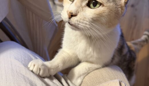 【60代セミリタイア主婦の資産運用】2025年12月　大台、のりました