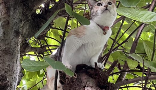 シニア猫　虹の橋をわたりました