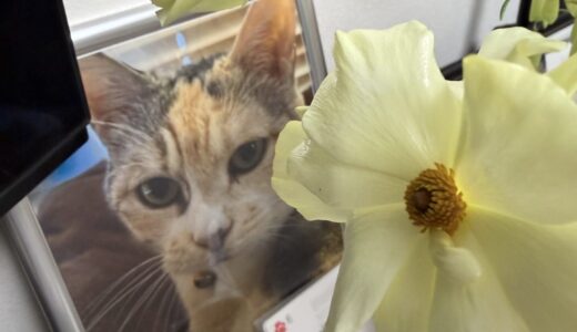 【60代セミリタイア主婦の資産運用】2026年2月　悲しみは乗り越えなくてもいいのかもしれない