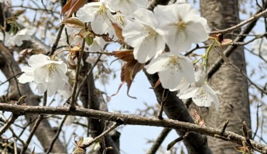 【60代セミリタイア主婦の資産運用】2026年3月　大暴落、台風のような一ヶ月