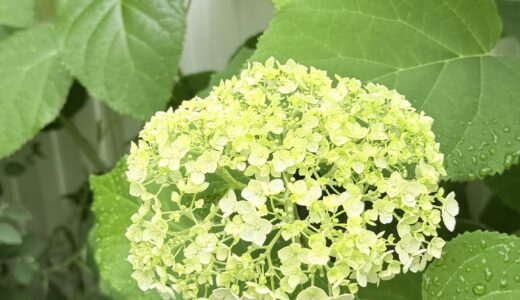 【60代セミリタイア主婦の資産運用】2026年5月　最高値、続いています