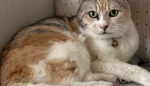 亡きシニア猫のクッション　もう届いた！