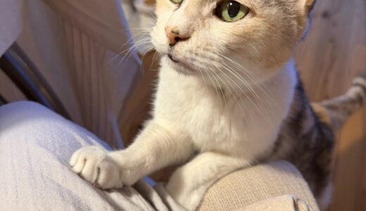我が家の不思議体験　亡きシニア猫、見える・聞こえる　
