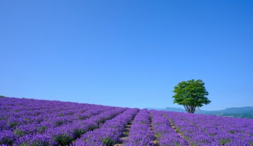 来年の夏は北海道へ　富良野をめぐる旅行計画